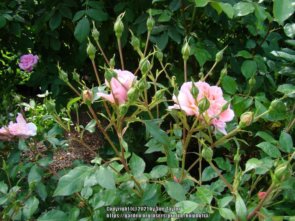 Photo of Rose (Rosa 'Anne Boleyn') uploaded by kniphofia
