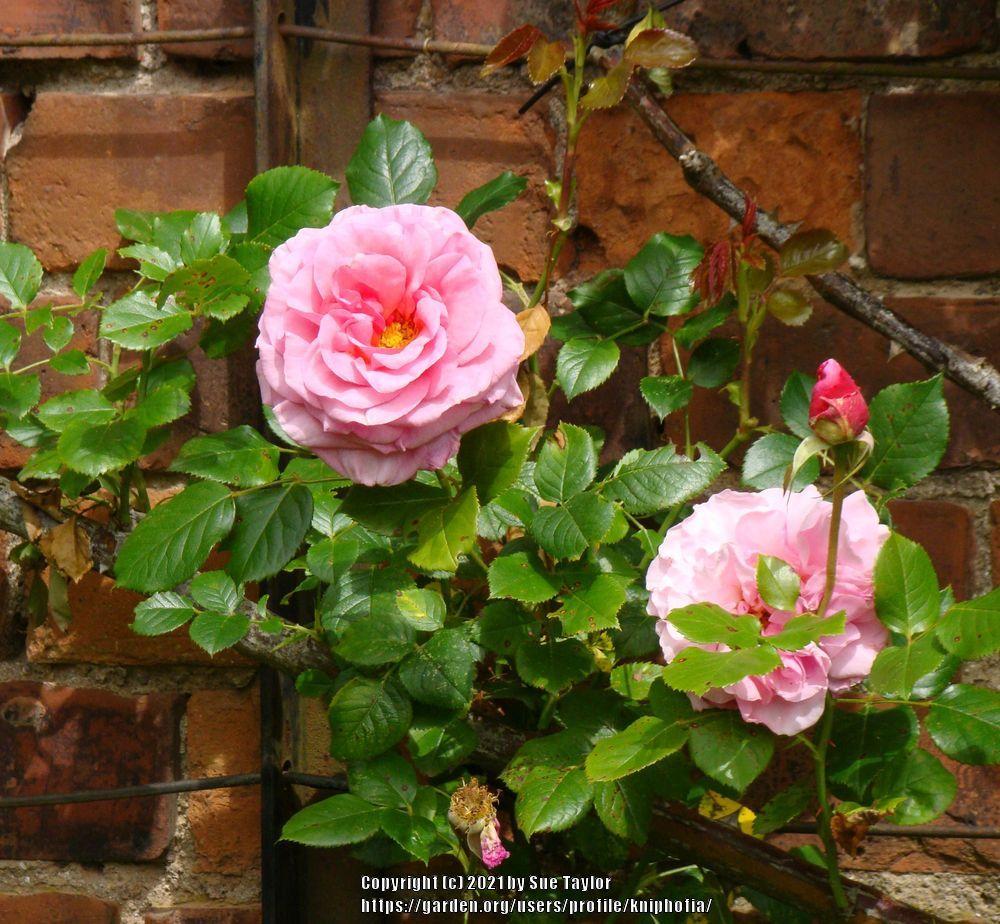 Photo of Rose (Rosa 'Aloha') uploaded by kniphofia