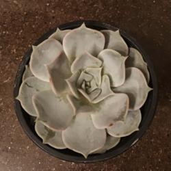 Location: SD
Date: 1/17/2020
Just got this echeveria, and I’m hoping it will survive over he