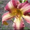 Used with permission by Ogden Station Daylilies