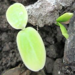 Location: indoors Toronto, Ontario
Date: 2021-01-09
Ivy Gourd (Coccinia grandis) seeds germination.