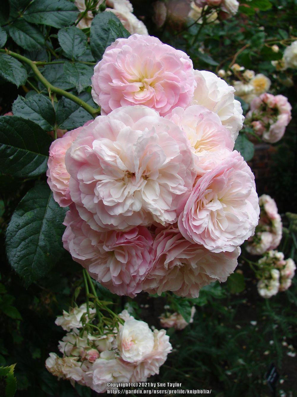 Photo of Rose (Rosa 'Bouquet Parfait') uploaded by kniphofia