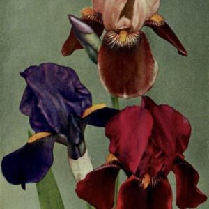 photo of Irises (L to R) Meldoric, [unknown] & Red Dominion from 