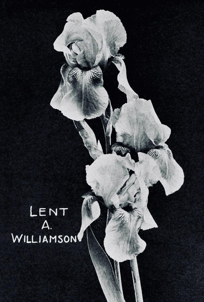 Photo of Tall Bearded Iris (Iris 'Lent A. Williamson') uploaded by scvirginia
