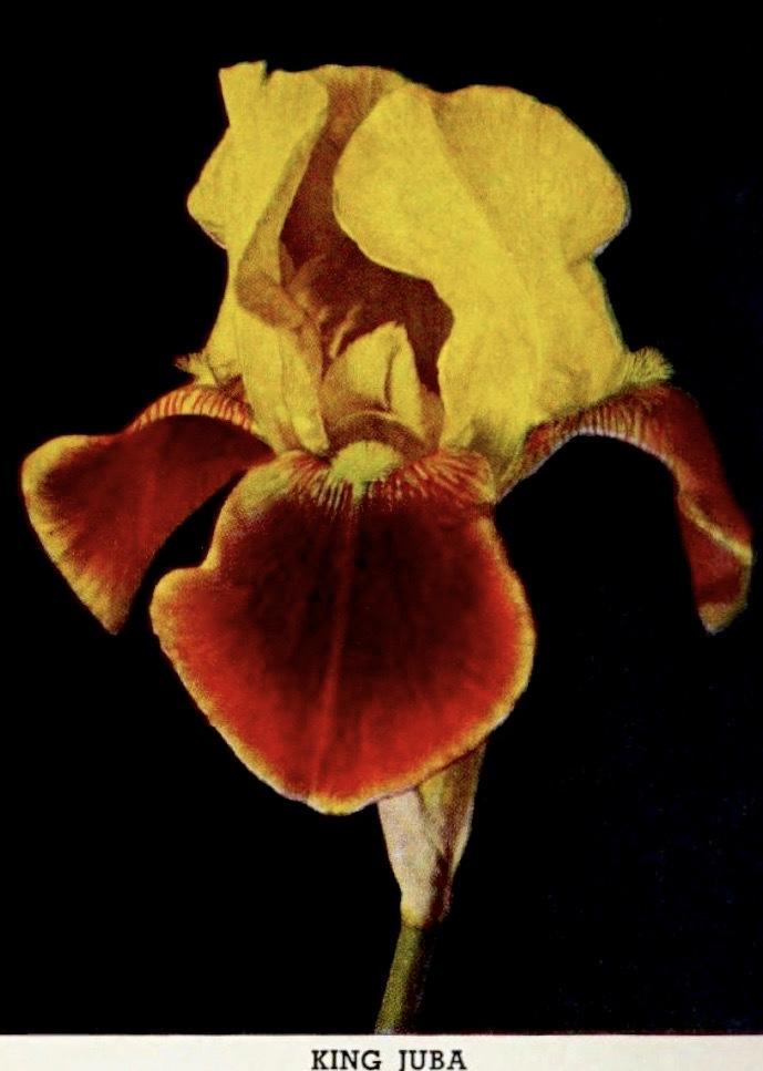 Photo of Tall Bearded Iris (Iris 'King Juba') uploaded by scvirginia