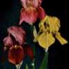 photo of Irises (L to R) Athanael, Lillian Toedt & Blazing Star f