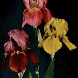 
Date: c. 1937
photo of Irises (L to R) Athanael, Lillian Toedt & Blazing Star f