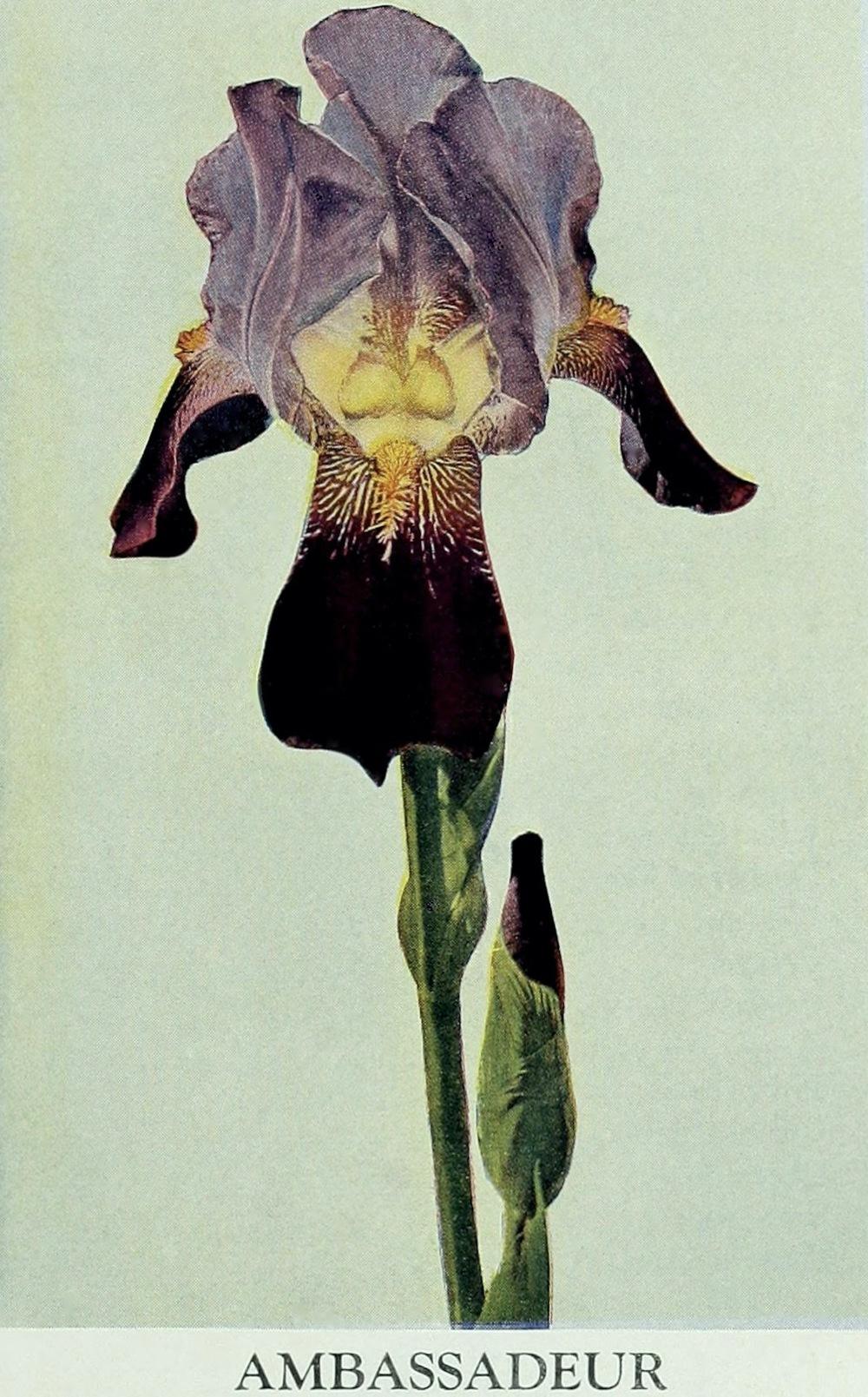 Photo of Tall Bearded Iris (Iris 'Ambassadeur') uploaded by scvirginia