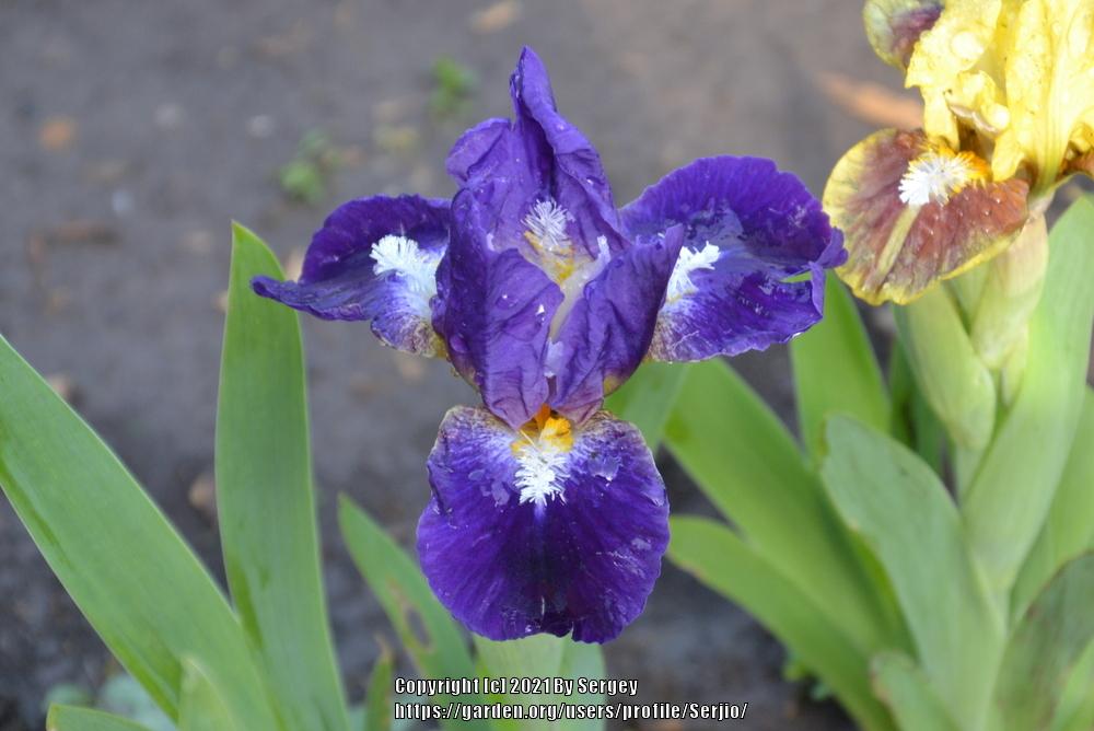 Photo of Standard Dwarf Bearded Iris (Iris 'Trajectory') uploaded by Serjio