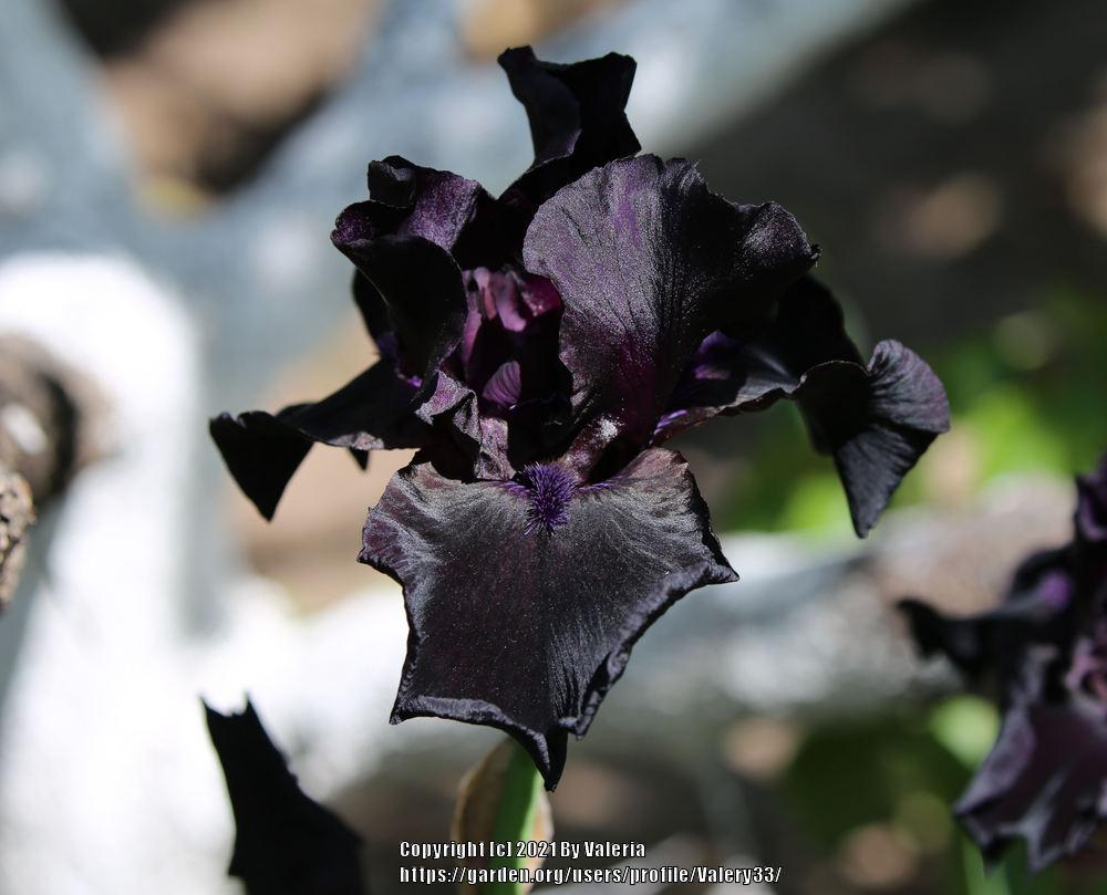 Photo of Tall Bearded Iris (Iris 'Before the Storm') uploaded by Valery33
