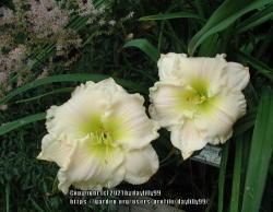 Thumb of 2021-01-19/daylilly99/0f6c69