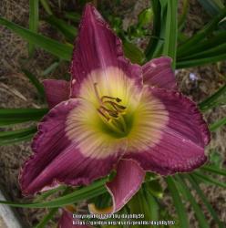 Thumb of 2021-01-19/daylilly99/29cd50