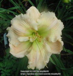 Thumb of 2021-01-19/daylilly99/c44a31