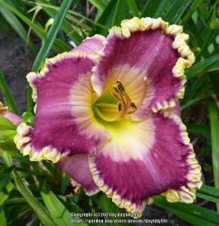 Thumb of 2021-01-19/daylilly99/d96b07