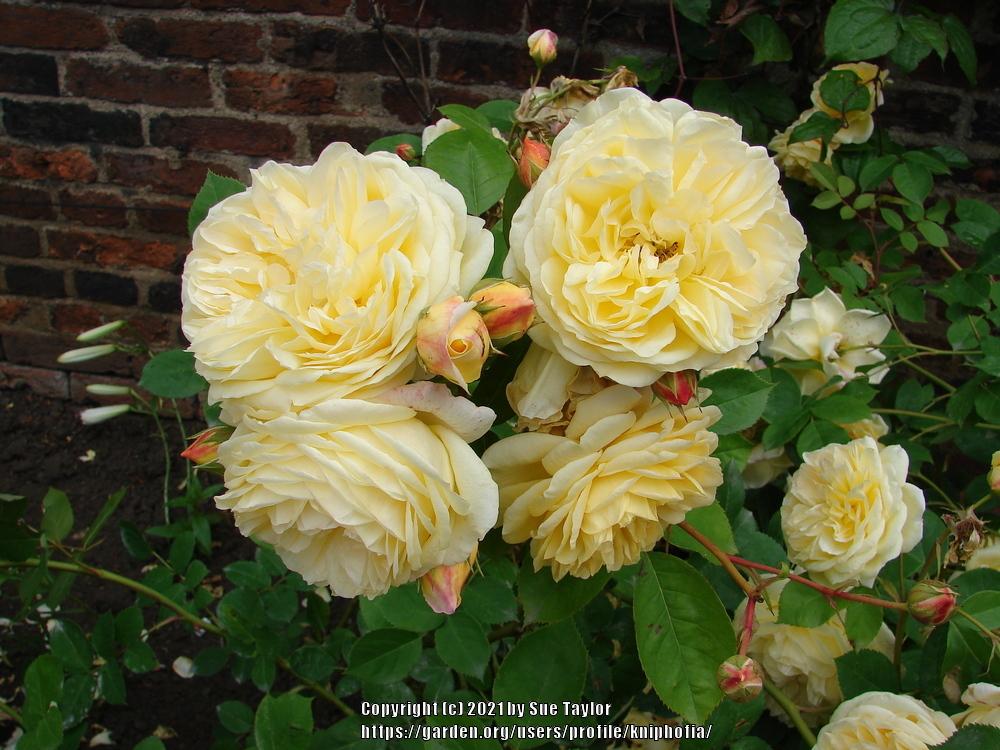 Photo of English Shrub Rose (Rosa 'Charlotte') uploaded by kniphofia