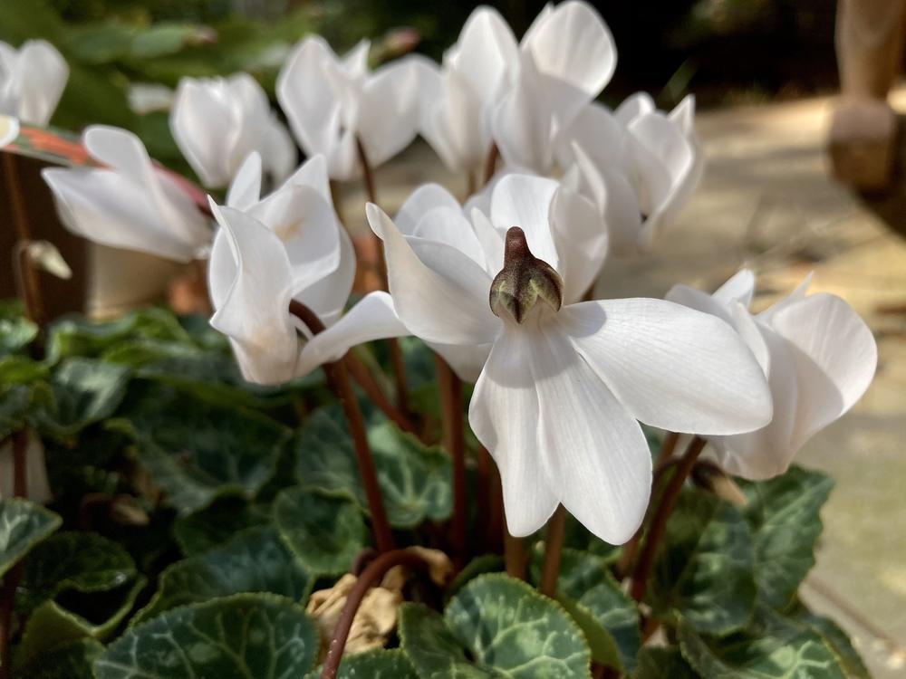 Photo of Florist's Cyclamen (Cyclamen persicum) uploaded by GaNinFl