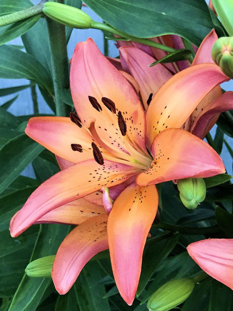 Photo of Lily (Lilium 'Royal Sunset') uploaded by RobinSeeds