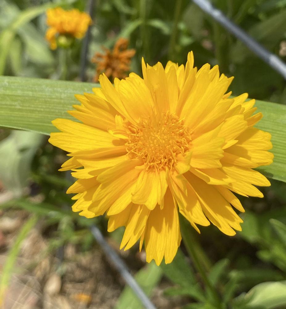 Photo of Tickseed (Coreopsis 'Sunray') uploaded by RobinSeeds