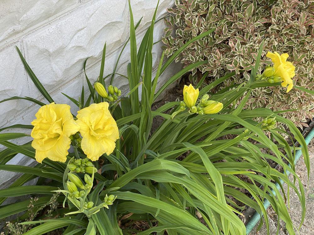 Photo of Daylily (Hemerocallis 'Cabbage Flower') uploaded by RobinSeeds
