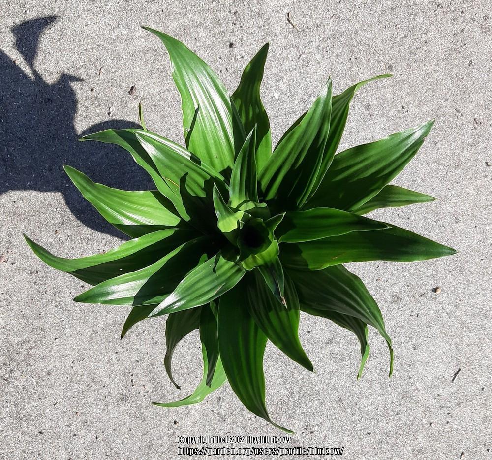 Photo of Dracaena (Dracaena fragrans 'Janet Craig Compacta') uploaded by hlutzow