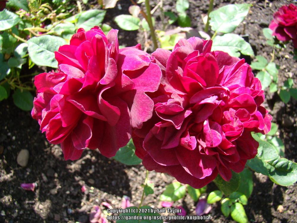 Photo of English Shrub Rose (Rosa 'Darcey Bussell') uploaded by kniphofia