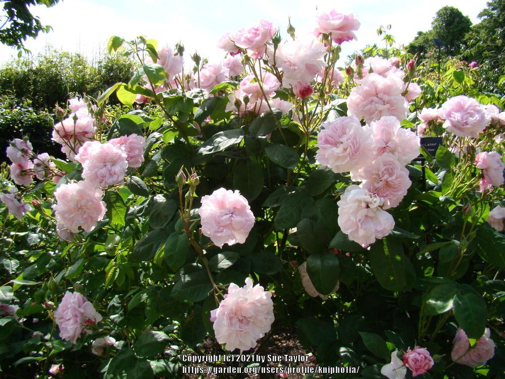 Photo of Rose (Rosa 'Fantin-Latour') uploaded by kniphofia