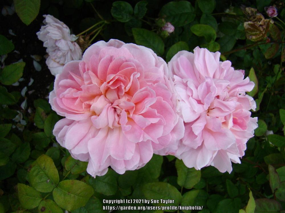 Photo of Rose (Rosa 'Cottage Rose') uploaded by kniphofia