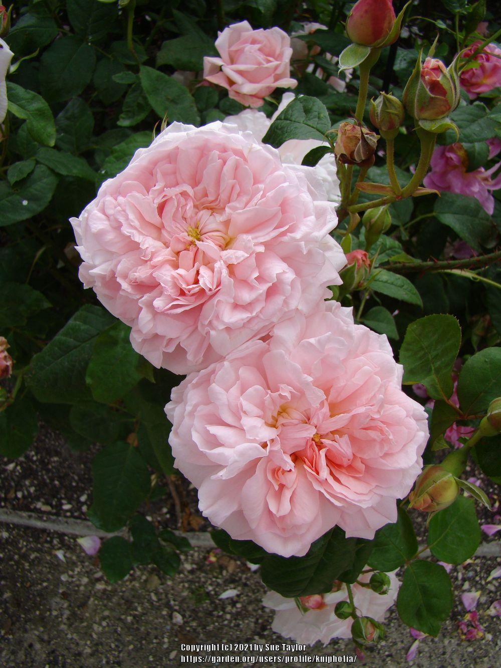Photo of Rose (Rosa 'Eglantyne') uploaded by kniphofia