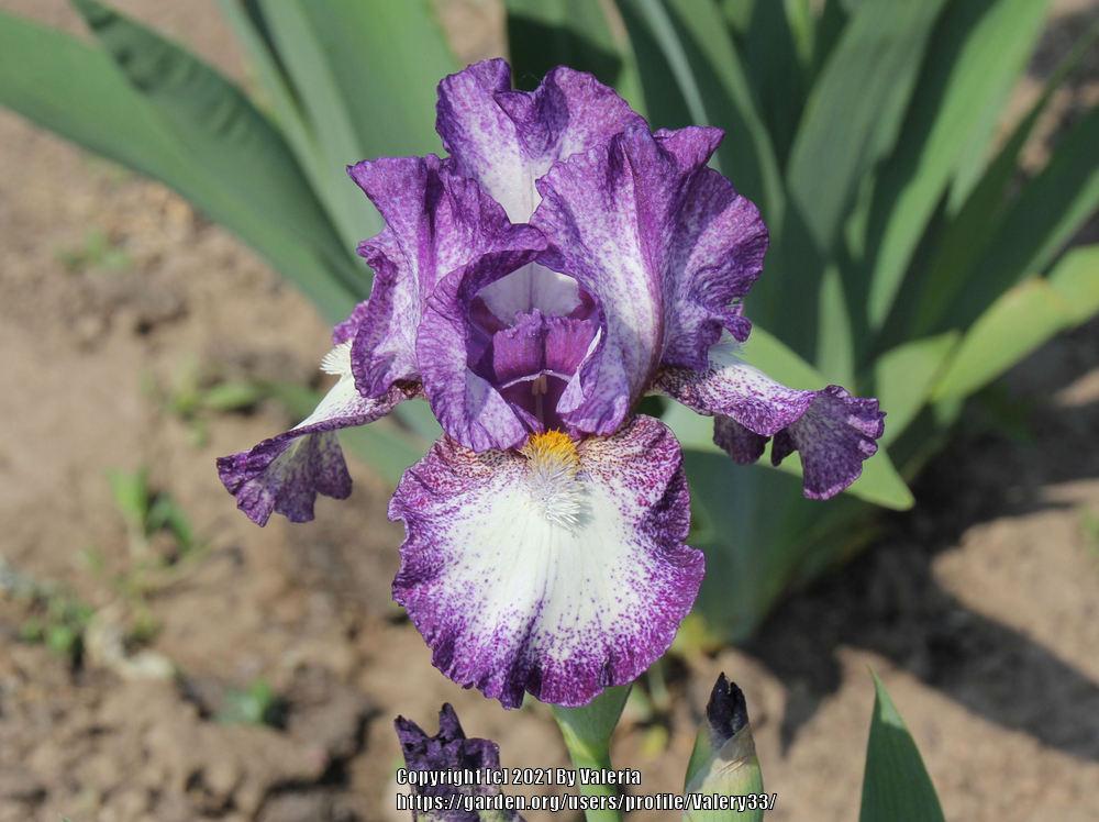 Photo of Intermediate Bearded Iris (Iris 'Prince of Burgundy') uploaded by Valery33