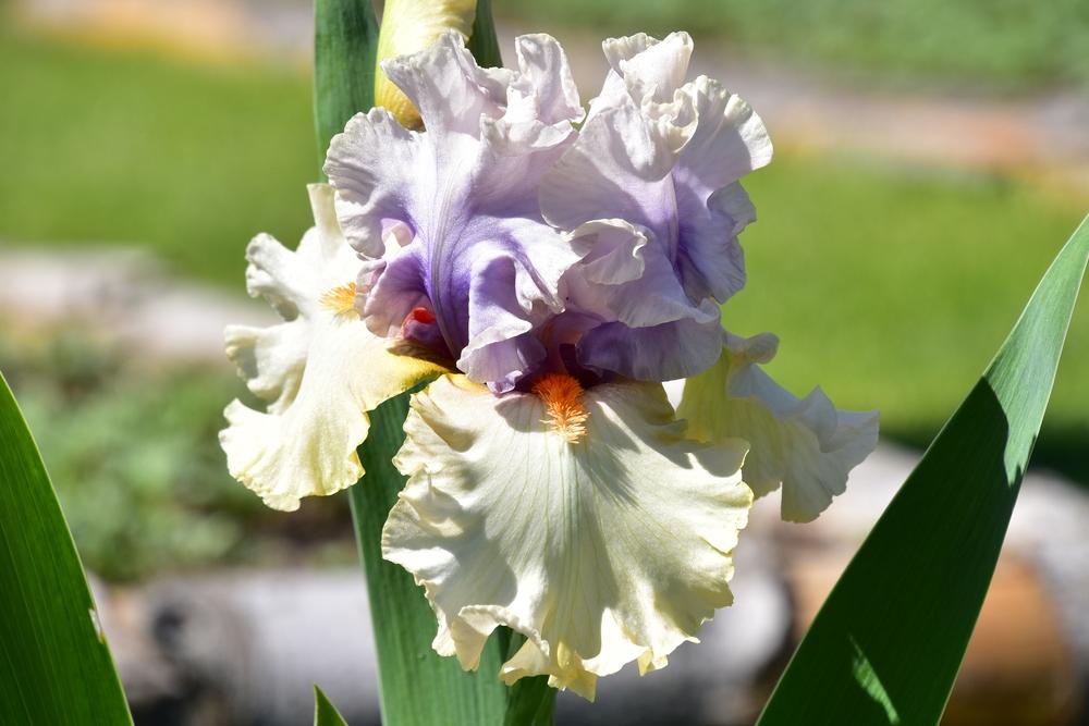 Photo of Tall Bearded Iris (Iris 'Opposing Forces') uploaded by sunnyvalley