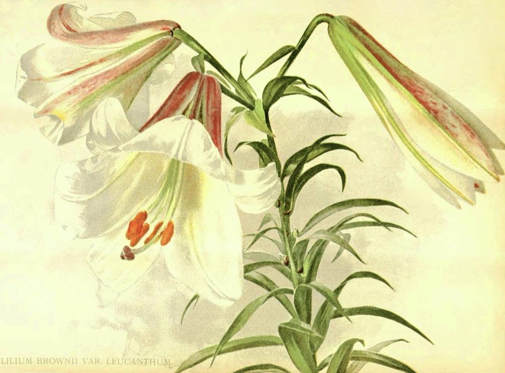 Photo of Lily (Lilium leucanthum) uploaded by scvirginia