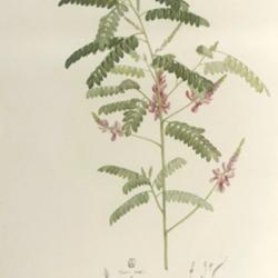 
Date: c. 1803
illustration of Indigofera herantha as I. macrostachya by P. J. R