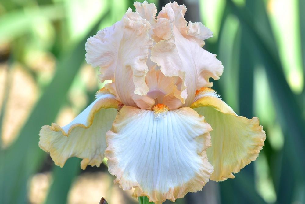Photo of Tall Bearded Iris (Iris 'Salmon Band') uploaded by sunnyvalley