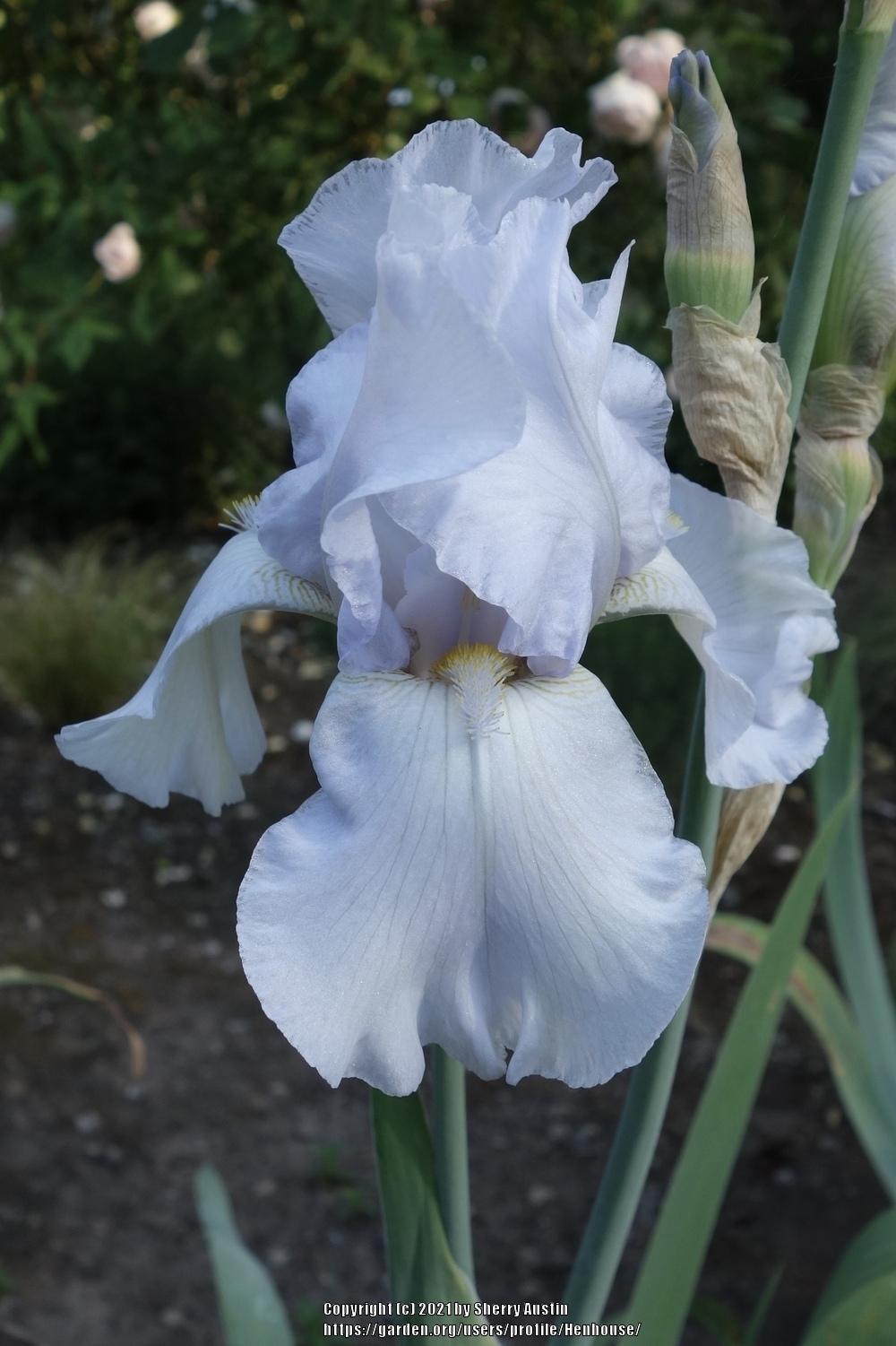 Photo of Tall Bearded Iris (Iris 'Frosted Starlight') uploaded by Henhouse