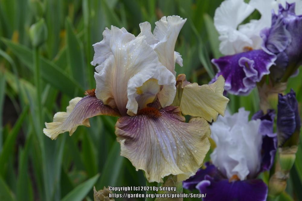 Photo of Tall Bearded Iris (Iris 'Guatemala') uploaded by Serjio