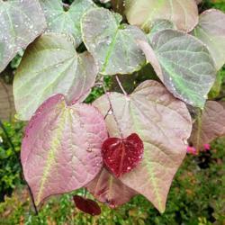 Location: Ann Arbor, Michigan
Date: 2019-06-16
Redbud leaves, Forest Pansy cultivar