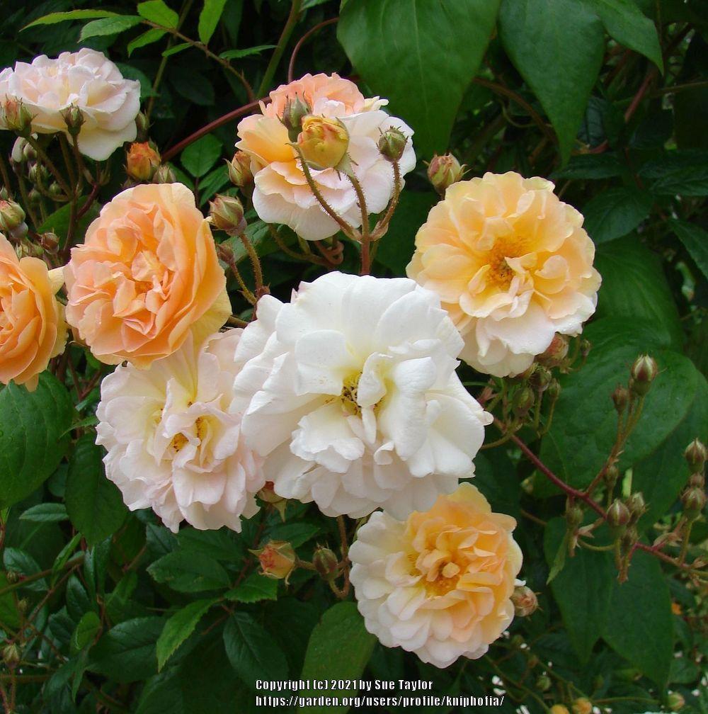 Photo of Rose (Rosa 'Ghislaine de Feligonde') uploaded by kniphofia