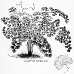 
Date: c. 1879
illustration as Adiantum williamsii from 'The Florist and Pomolog