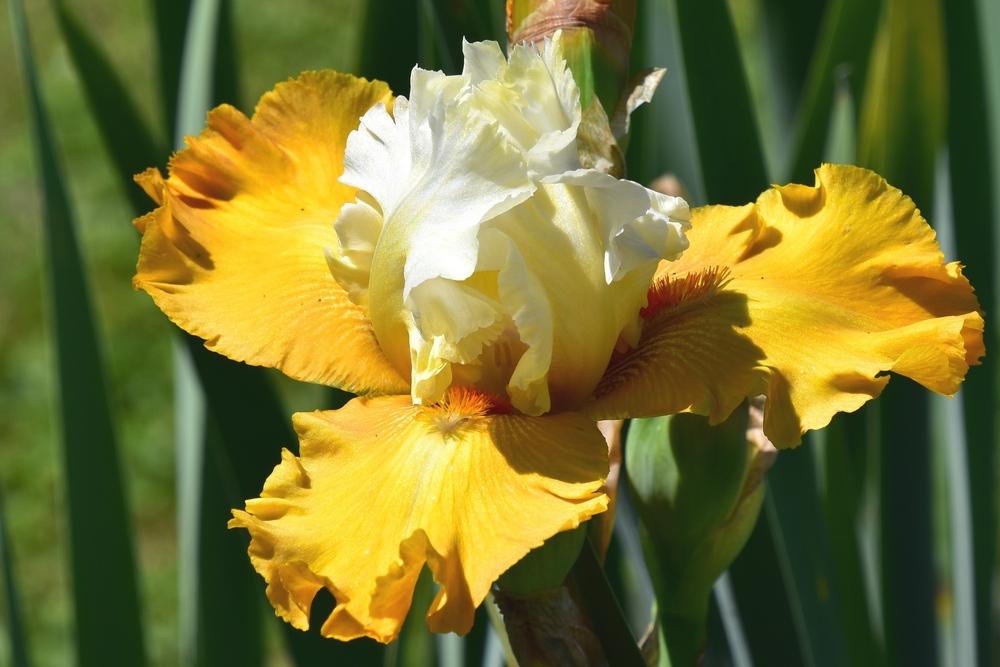 Photo of Tall Bearded Iris (Iris 'Yes') uploaded by sunnyvalley