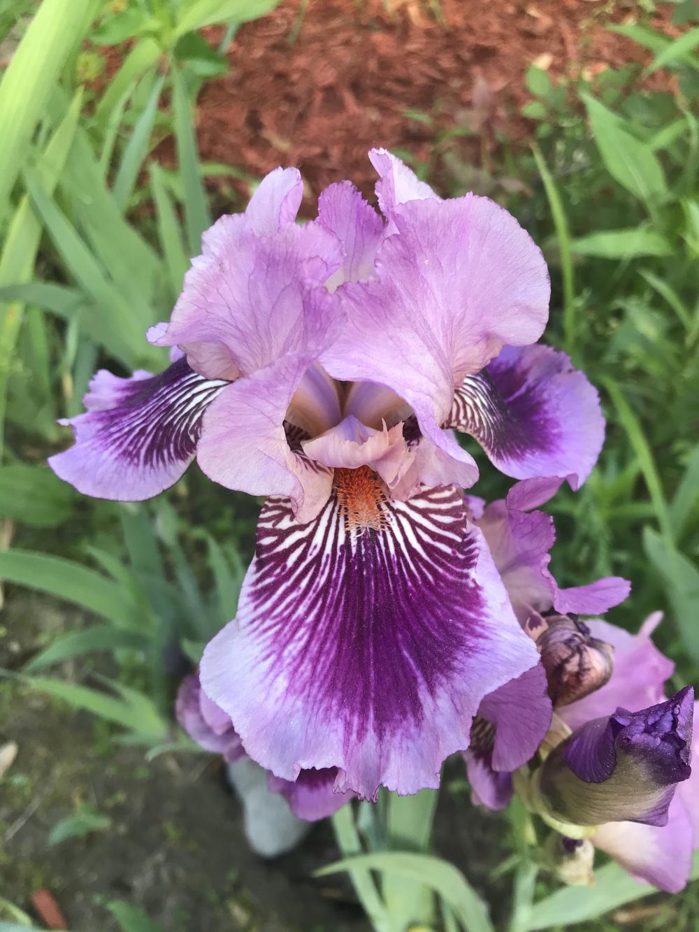 Photo of Tall Bearded Iris (Iris 'Plum Pretty Whiskers') uploaded by Lbsmitty
