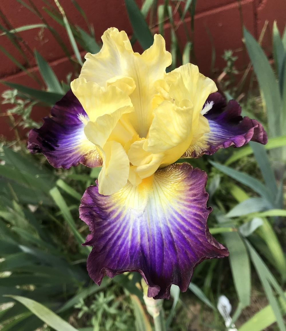 Photo of Tall Bearded Iris (Iris 'Point of No Return') uploaded by Lbsmitty