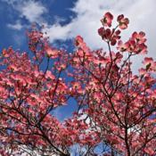 Pink-flowering Dogwood, likely 'Pink Flame'