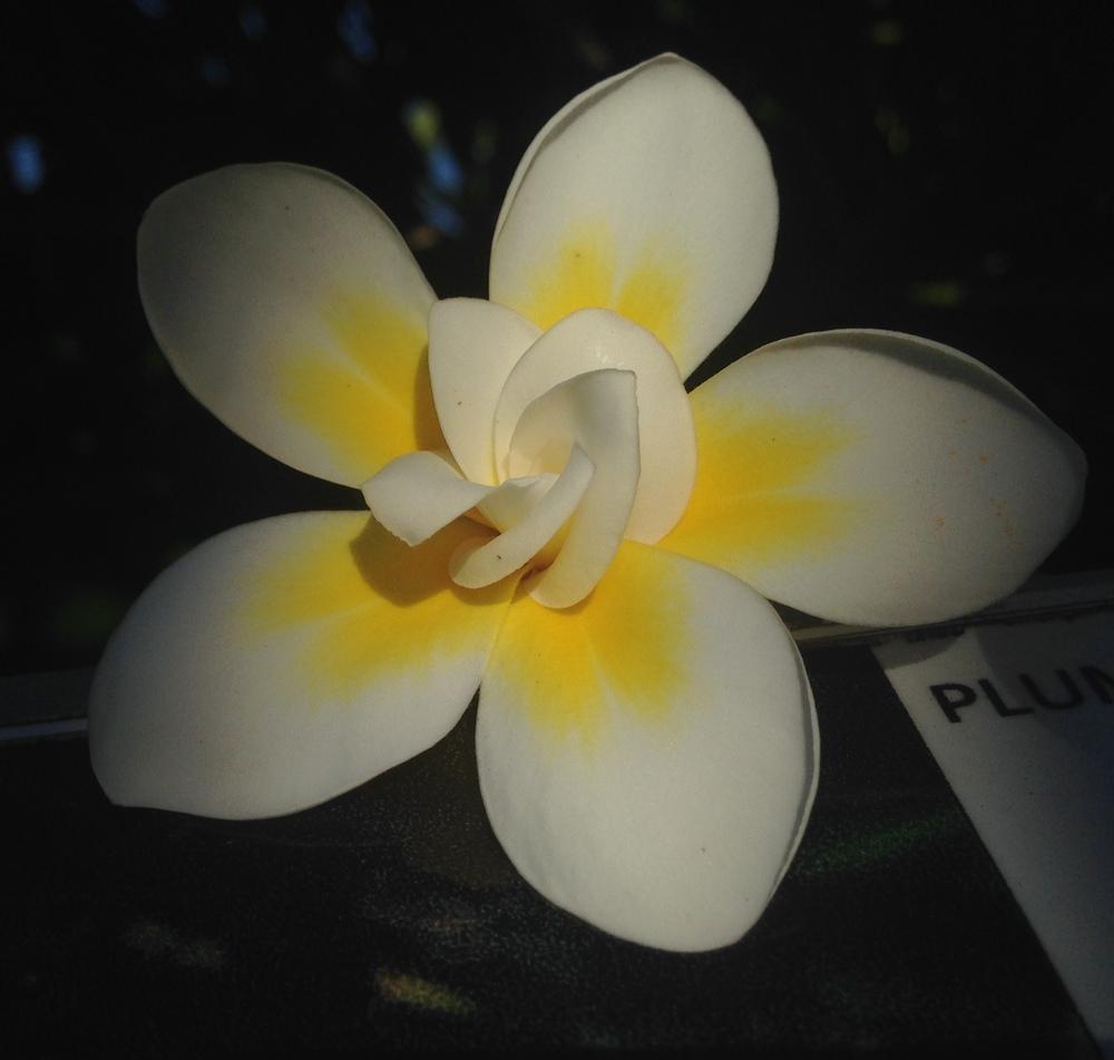 Photo of Plumeria (Plumeria rubra 'Bali Whirl') uploaded by exon33gmailcom