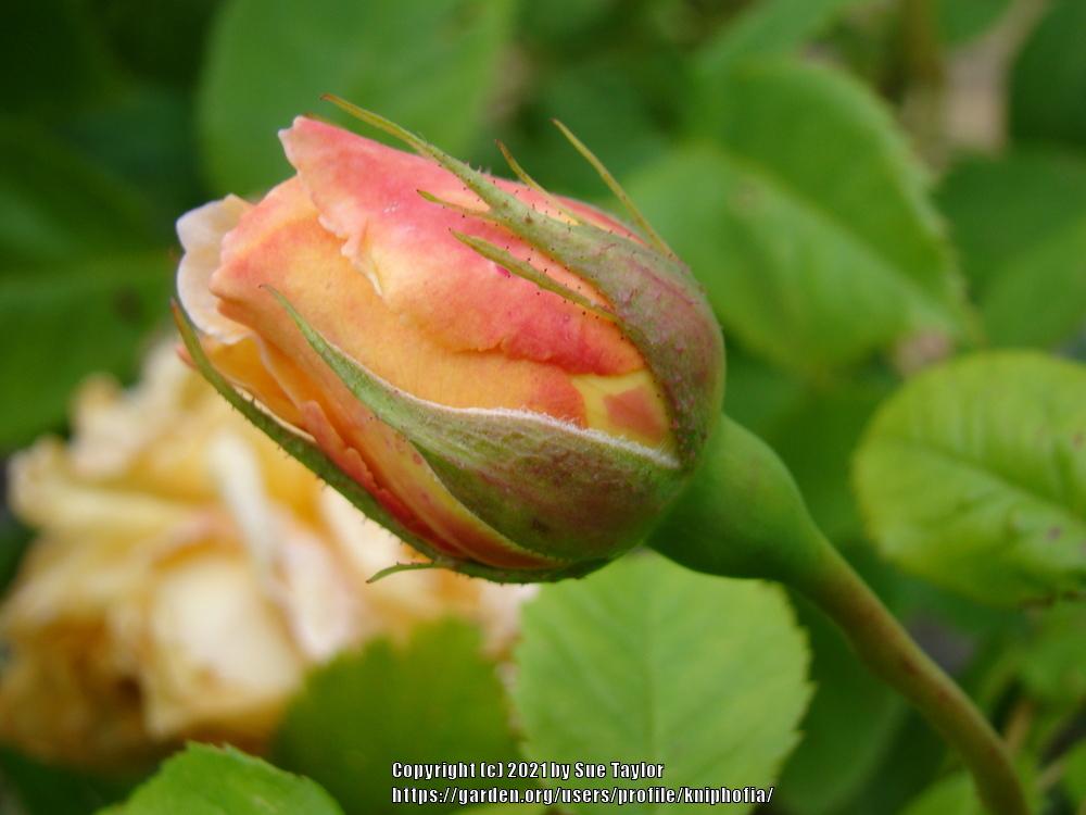 Photo of Rose (Rosa 'Grace') uploaded by kniphofia