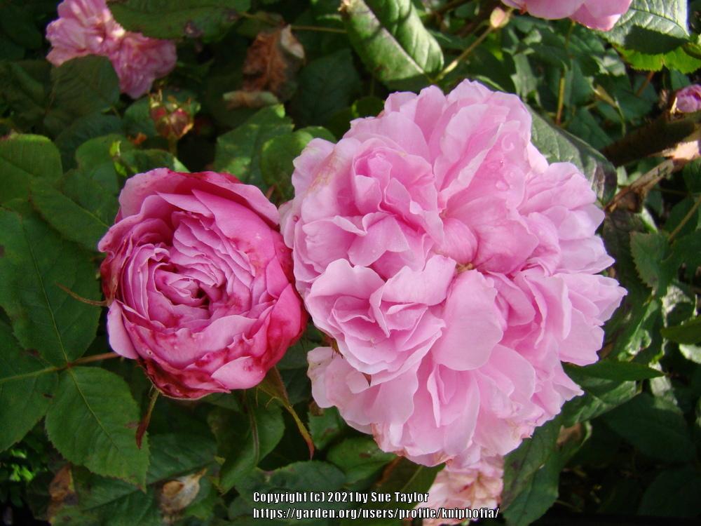 Photo of Rose (Rosa 'Marchesa Boccella') uploaded by kniphofia