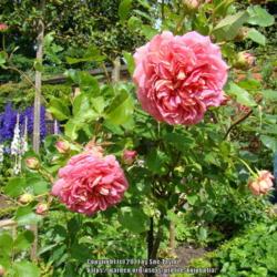 Location: Alnwick garden, Northumberland UK
Date: 2012-07-15
Grown as a standard