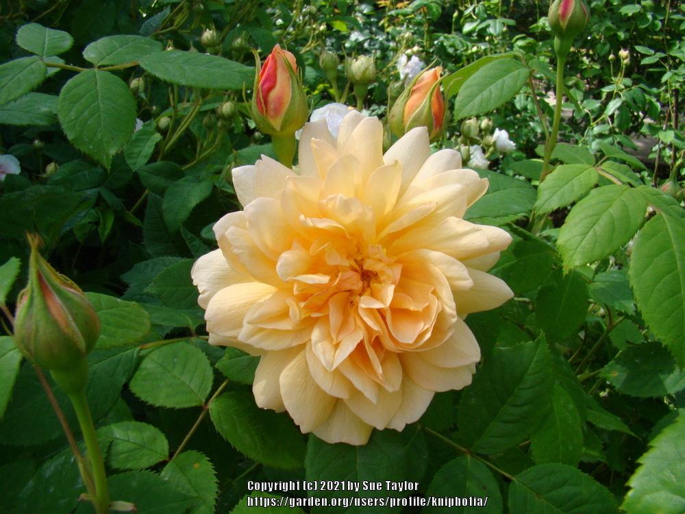 Photo of Rose (Rosa 'Grace') uploaded by kniphofia