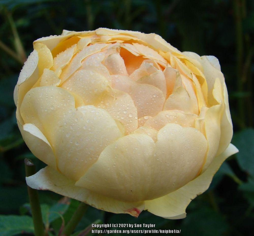 Photo of Rose (Rosa 'Jude the Obscure') uploaded by kniphofia