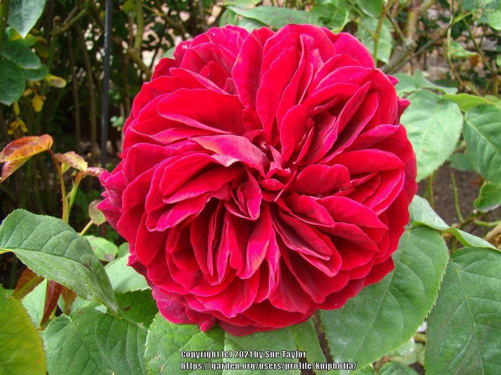 Photo of Rose (Rosa 'L. D. Braithwaite') uploaded by kniphofia