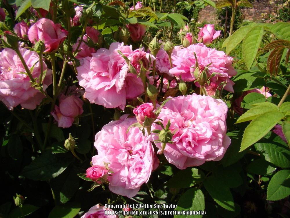 Photo of Damask Rose (Rosa 'Ispahan') uploaded by kniphofia
